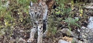 "Ormanın hayaleti" vaşak Kemaliye'de görüntülendi