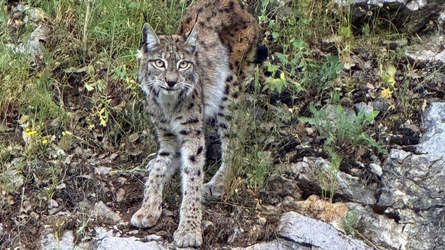 "Ormanın hayaleti" vaşak Kemaliye'de görüntülendi