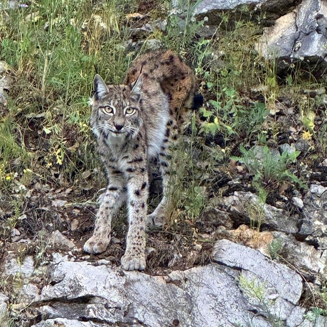 "Ormanın hayaleti" vaşak Kemaliye'de görüntülendi