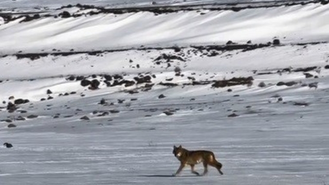 Kars'ta hareket halindeki aracı takip eden kurt kameraya yansıdı