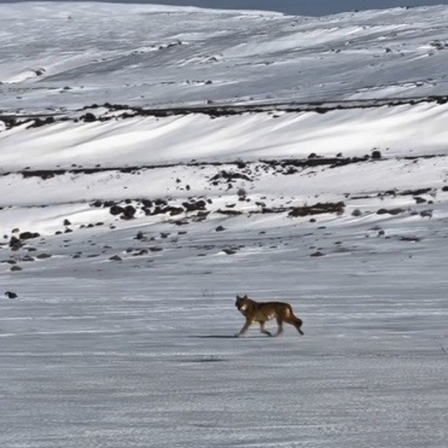 Kars'ta hareket halindeki aracı takip eden kurt kameraya yansıdı