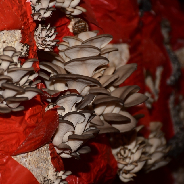 Sultanhisar'da mantar yetiştiriciliği kursu açılıyor