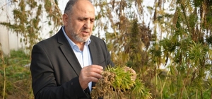 Kenevirden kauçuk, krem ve biyomalzeme: OMÜ'den çok yönlü kenevir çalışmala...