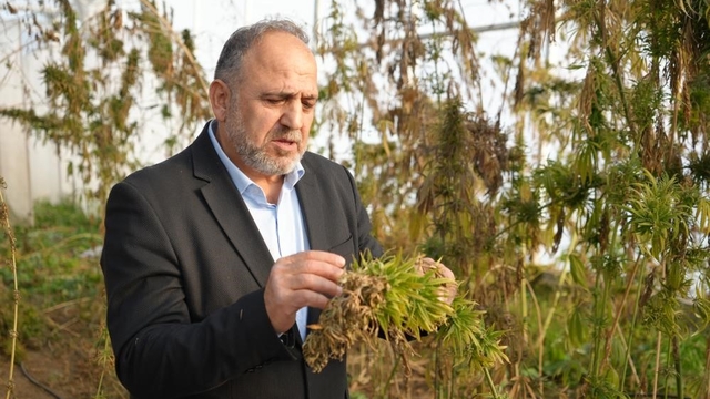Kenevirden kauçuk, krem ve biyomalzeme: OMÜ'den çok yönlü kenevir çalışmaları