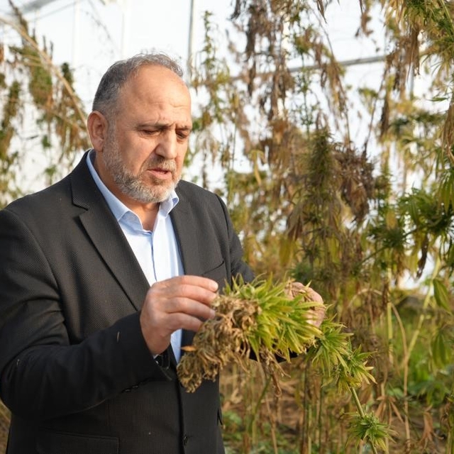 Kenevirden kauçuk, krem ve biyomalzeme: OMÜ'den çok yönlü kenevir çalışmala...