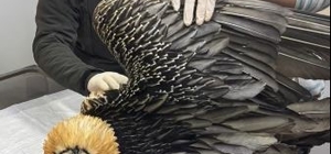 Artvin'de sakallı akbaba tedavisinin ardından yeniden doğaya salındı