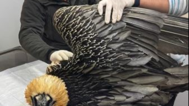 Artvin'de sakallı akbaba tedavisinin ardından yeniden doğaya salındı