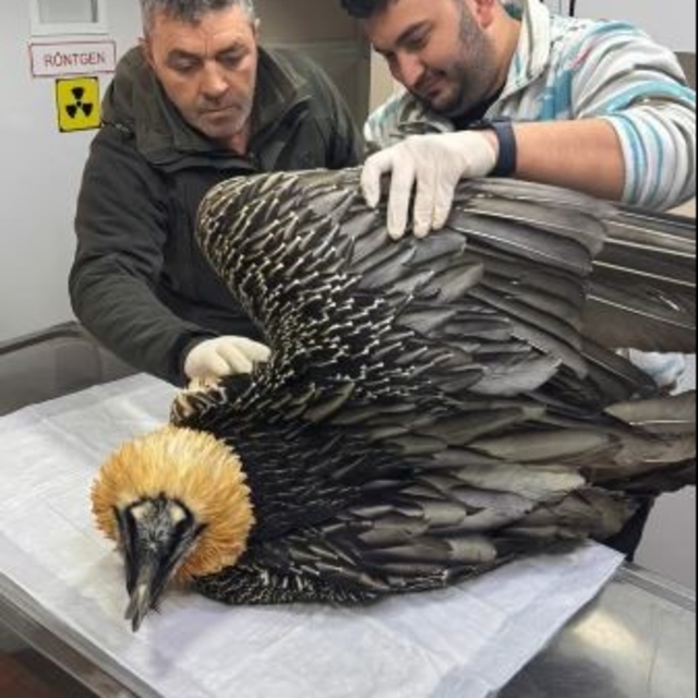 Artvin'de sakallı akbaba tedavisinin ardından yeniden doğaya salındı