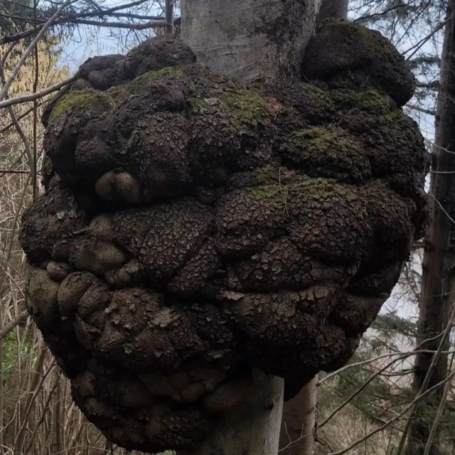 Ormanın kalbindeki ağaç yumrusu görenleri hayrete düşürdü