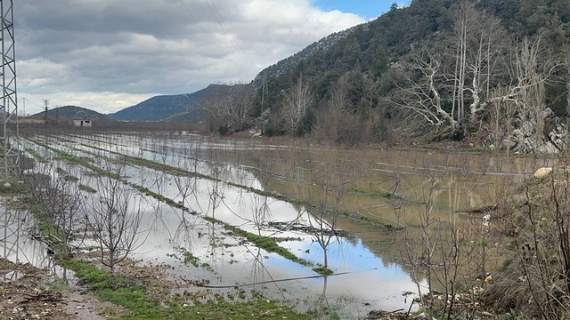 Elmanın başkenti Eğirdir'de yağış bereketi bahçeleri göle çevirdi
Tankerle sulanan bahçeler bu yıl yağmurla doldu
Üretici: "Bu manzarayı görünce çocuklar gibi sevindik"