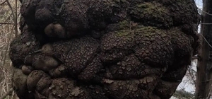 Ormanın kalbindeki ağaç yumrusu görenleri hayrete düşürdü