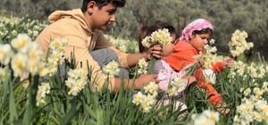 Mis kokulu nergis bilime de ilham kaynağı oluyor