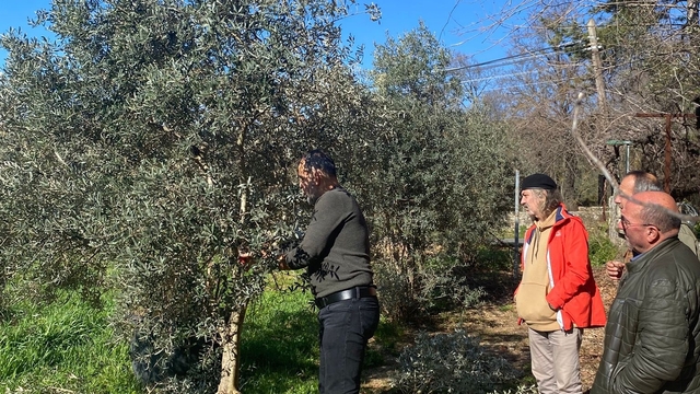 Menteşe'de zeytin ağaçları mercek altında