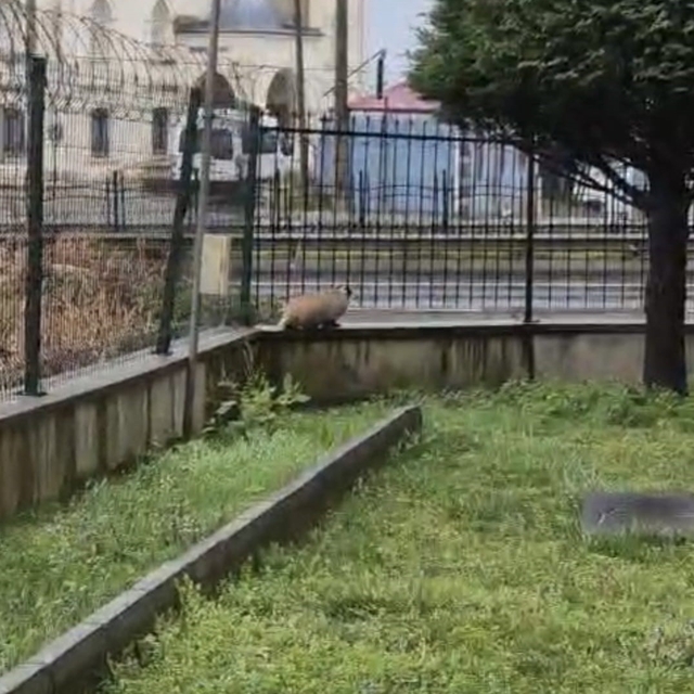 Porsuk yanlışlıkla site bahçesine girerse...