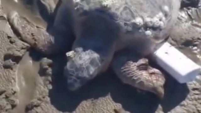 Gökçeada'da kıyıya vuran caretta caretta vatandaşların yardımıyla denizle buluştu