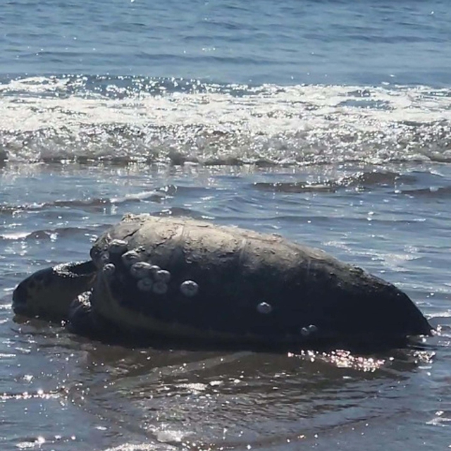 Çanakkale'de karaya vuran caretta caretta kurtarıldı
