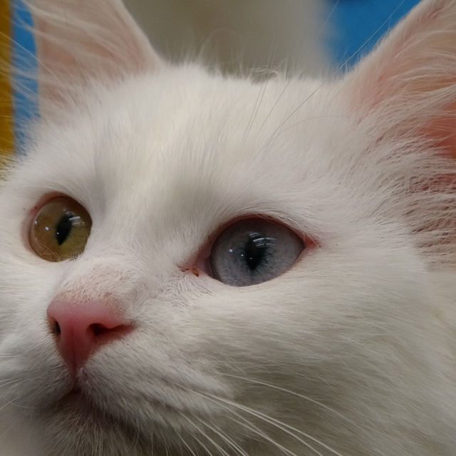 Van kedileri yılda üç kez kızgınlık dönemine giriyor