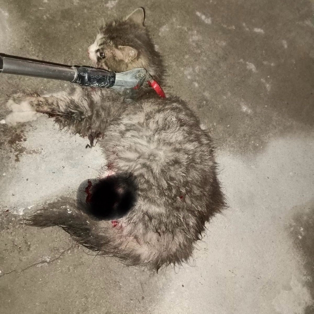 Ayvacık'ta otomobilde sıkışan kedi kurtarıldı