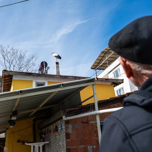 Yaren leyleğin eşi Nazlı geldi