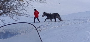 Kurtların saldırısına uğrayan ve dağda mahsur kalan at kurtarıldı