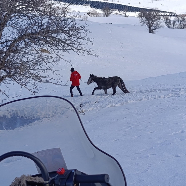 Kurtların saldırısına uğrayan ve dağda mahsur kalan at kurtarıldı