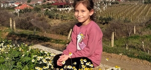 Sarıgöl’de bademler çiçek açtı papatyalar tarlaları süsledi