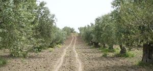 Saruhanlı’da halkalı leke alarmı