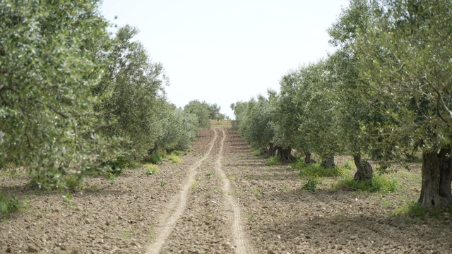 Saruhanlı'da halkalı leke alarmı