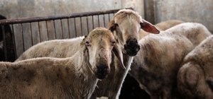 'Kırsalda Bereket, Küçükbaşa Destek projesi ile hayvancılıkta verim ve kalite artacak’