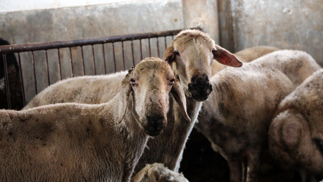 'Kırsalda Bereket, Küçükbaşa Destek projesi ile hayvancılıkta verim ve kalite artacak'