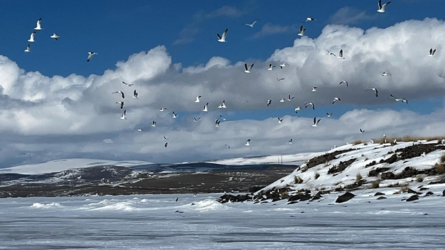 Çıldır Gölü'ne martılar erken geldi, buzla karşılaştı