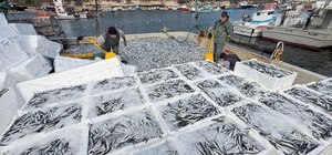 Kırklarelili balıkçılar, Karadeniz'de 6 saatte 30 ton hamsi avladı