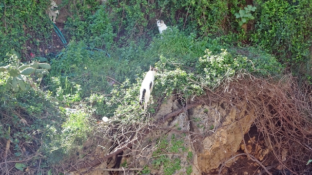 Falezlerde mahsur kaldığı sanılan kedilerin keyfi 'ihbarla' son buldu
30 metrelik falezlerde kedilerin mahsur kaldığı ihbarı üzerine itfaiye erleri kurtarma operasyonuna hazırlanırken, kediler herhangi bir yardım olmadan güvenli alana çıktı