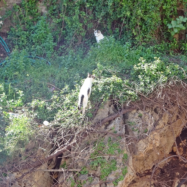 Falezlerde mahsur kaldığı sanılan kedilerin keyfi 'ihbarla' son buldu
30 me...