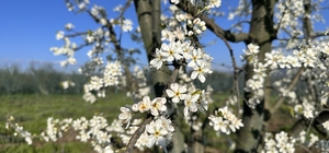 Meyve ağaçları çiçek açtı, çiftçi zirai dondan endişeli