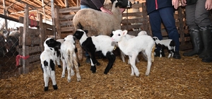 Tarım teşkilatı koyunu 9 doğuran besiciyi ziyaret etti