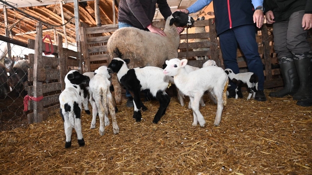 Tarım teşkilatı koyunu 9 doğuran besiciyi ziyaret etti