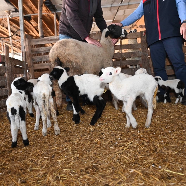 Tarım teşkilatı koyunu 9 doğuran besiciyi ziyaret etti