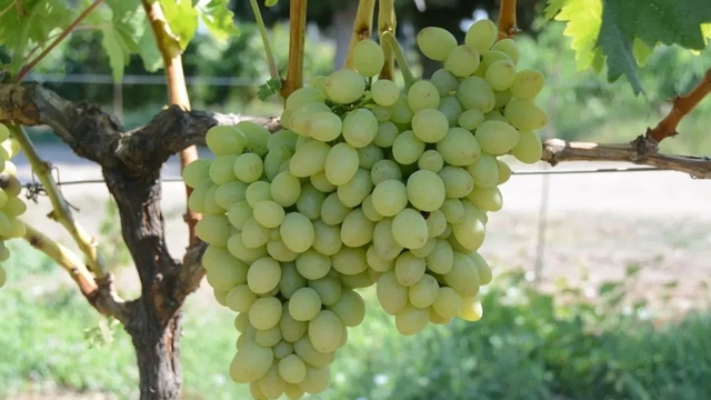 Tekirdağ'da "Günışığı" üzümü tescillendi