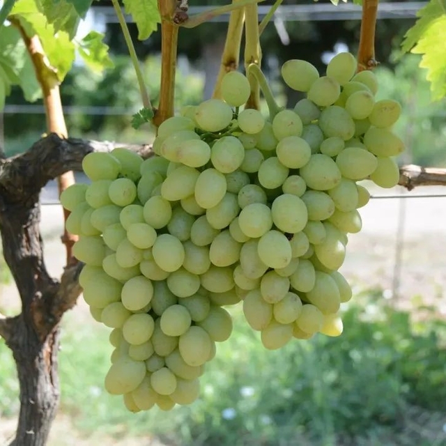Tekirdağ'da "Günışığı" üzümü tescillendi