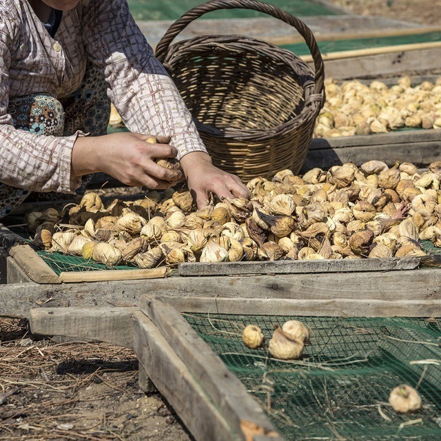 Nazilli'de incir üreticileri bilinçleniyor