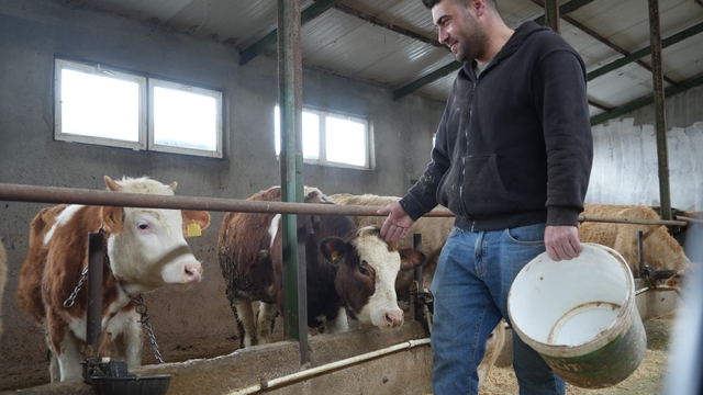 Yem desteği Bayburtlu çiftçinin yüzünü güldürdü: "Bu destek bize iyi geldi"