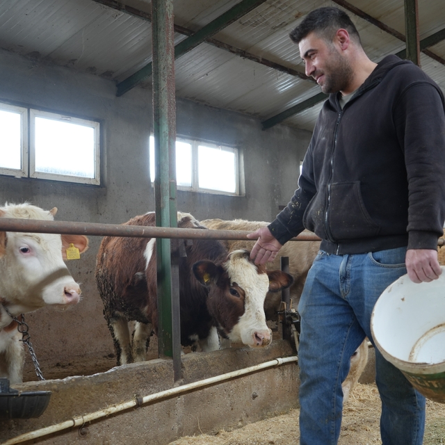 Yem desteği Bayburtlu çiftçinin yüzünü güldürdü: "Bu destek bize iyi geldi"