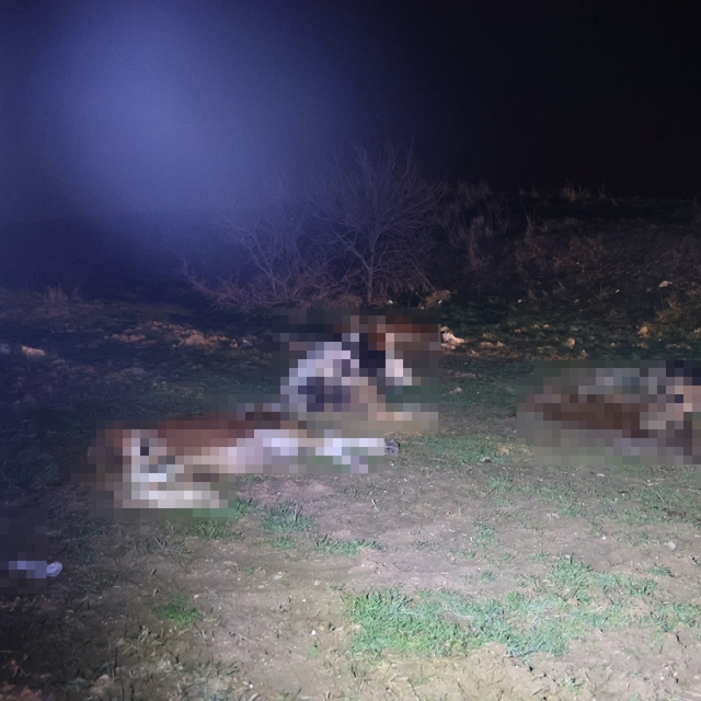 Kırşehir'de bulunan 13 cansız hayvan jandarmayı harekete geçirdi