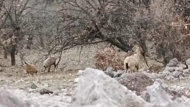 Malatya'da sürü halindeki yaban keçileri görüntülendi