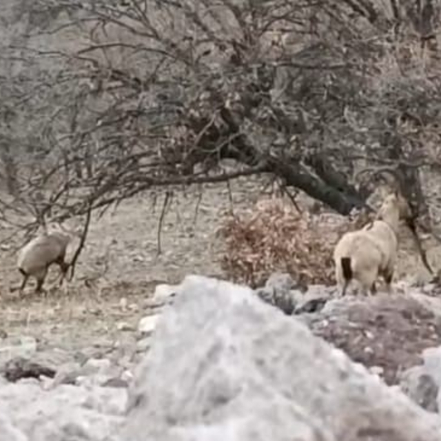 Malatya'da sürü halindeki yaban keçileri görüntülendi