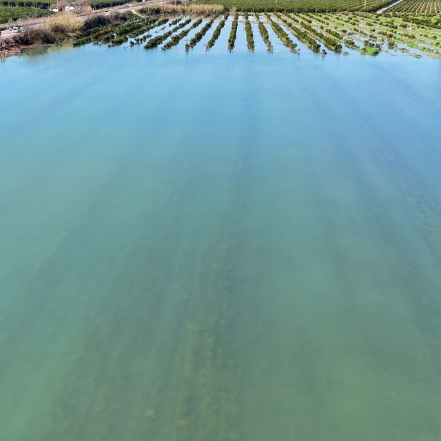 Adana'da sel suları tarım arazilerini sular altında bıraktı
Sular altında k...