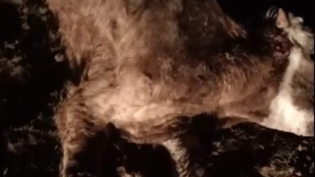 Kırşehir'de 13 hayvan, ölü bulundu