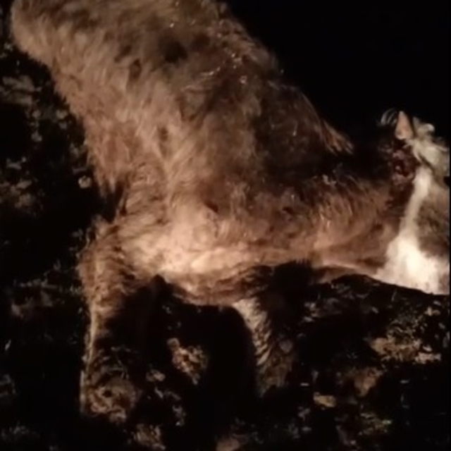 Kırşehir'de 13 hayvan, ölü bulundu