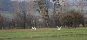 Nadir rastlanan beyaz balıkçıl kuşlar Bolu'da görüntülendi